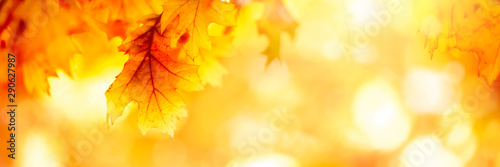 Golden autumn sunset with multi colored tree leaves background with copy space