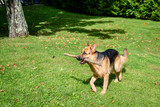 Fototapeta Koty - German shepherd dog at the training 