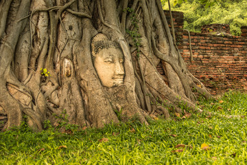 Wall Mural - Ayutthaya Buddha Head in Tree Roots, Buddhist temple Wat Mahathat in thailand.