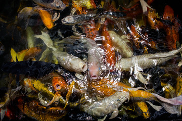 Fancy carp flocks waiting to eat in the pond