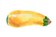 Watercolor squash isolated on a white background