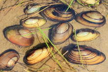 River Mussels On A Sandy River Bottom