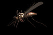 The Metalic mosquito in smart pose on black background with 3d rendering and have work path for make alpha.