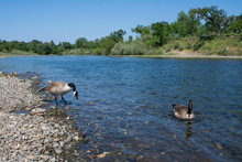 Two Canada Geese Walking And Swimming The Shoreline.