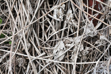 Background Of Dry Gray Grass And Leafs Close-up