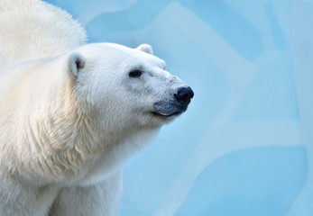 Wall Mural - polar bear