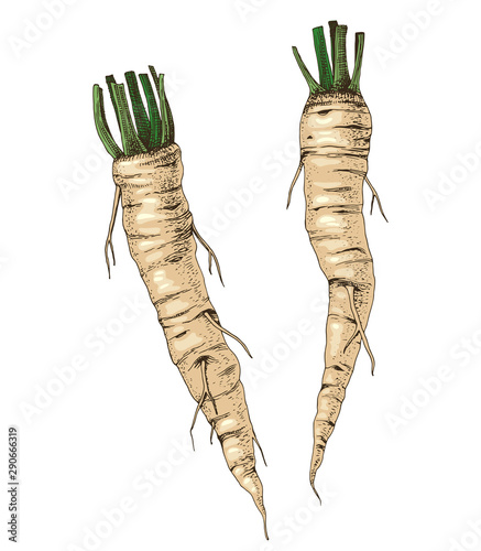 Fotomural Hand drawn fresh horseradish