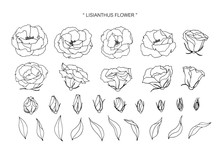 Lisianthus Flower And Leaf Drawing Illustration With Line Art On White Backgrounds.