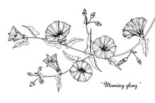 Morning Glory, Flower And Leaf Drawing Illustration With Line Art On White Backgrounds.