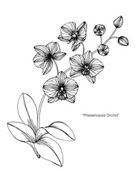 Wall Mural - Orchid flower and leaf drawing illustration with line art on white backgrounds.