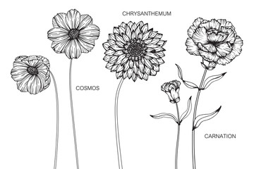 Wall Mural - cosmos, carnation, chrysanthemum, flower and leaf drawing illustration with line art on white backgr