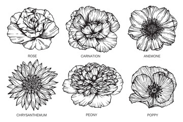 Wall Mural - collection set of flower and leaf drawing illustration with line art on white backgrounds.