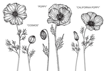 Wall Mural - cosmos, poppy, california poppy flower and leaf drawing illustration with line art on white backgrou