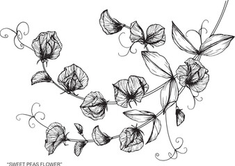 Wall Mural - Sweet pea flower and leaf drawing illustration with line art on white backgrounds.