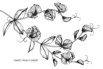 Sweet pea flower and leaf drawing illustration with line art on white backgrounds.