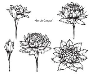 Wall Mural - Torch ginger flower drawing illustration with line art on white backgrounds.