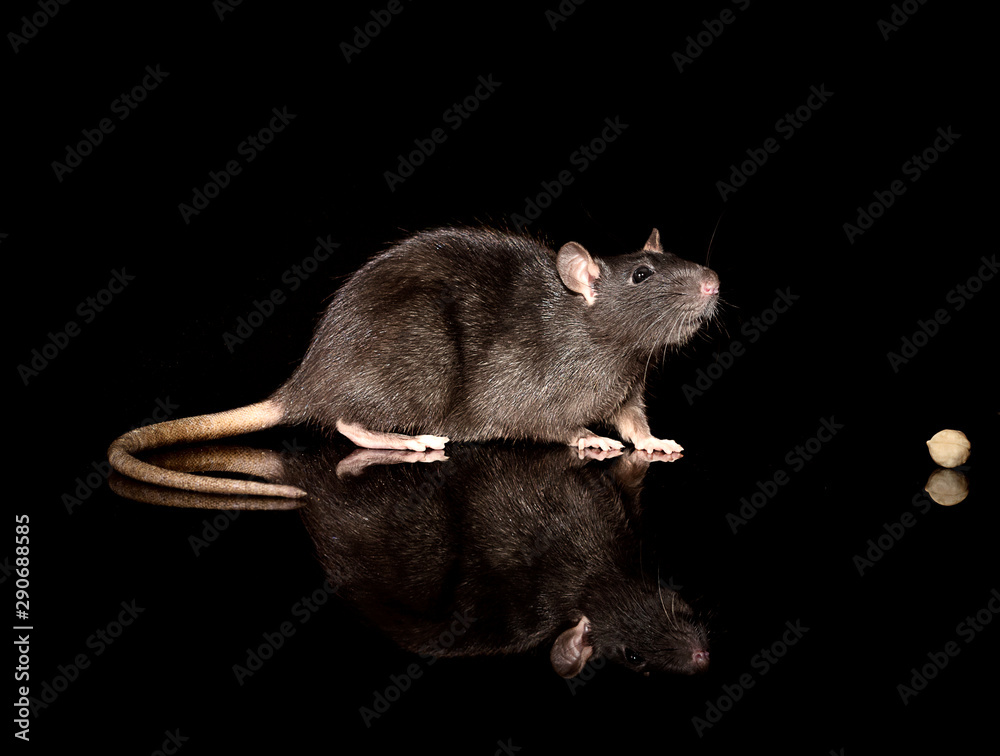 portret of a gray domestic rat on a black background - obrazy, fototapety, plakaty 
