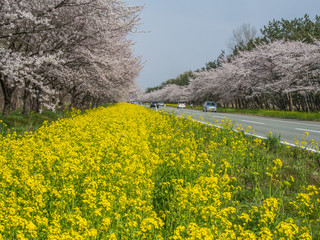 Wall Mural - 大潟村　桜・菜の花ロード