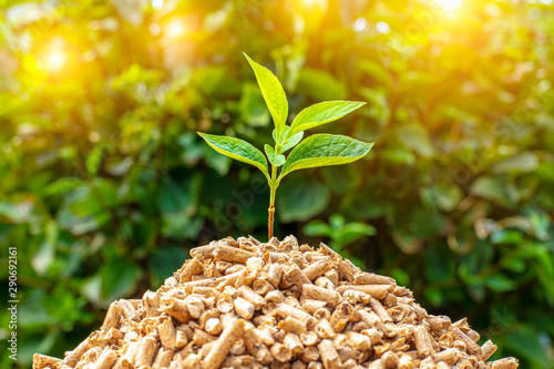 Fotografía small pile of wood pellets with on top of green leaves.