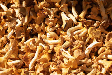 Chanterelle mushrooms at local farmers market. Paris, France. Top view background. Autumn nature harvest concept.