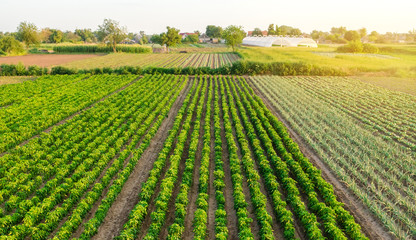 Wall Mural - Rows / plantation of young pepper on a farm on a sunny day. Growing organic vegetables. Eco-friendly products. Agriculture land and farming. Agro business. Ukraine, Kherson region. Selective focus