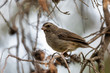 © ArtushFoto - small bird brown-rumped seedeater (Crithagra tristriatus), bird species from eastern Africa. Ethiopia wildlife