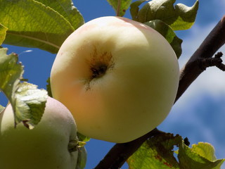 Juicy, ripe apples on the branches of a fruit tree. Grown in their garden, environmentally friendly, without chemical treatment. The most useful fruits.