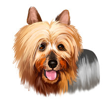 Australian Silky Terrier Dog Breed Digital Art Illustration Isolated On White. Small Breed Of Terrier Dog Type. Developed In Australia. Australian And Yorkshire Terrier Long Hair Dog With Text