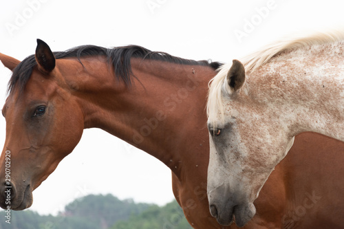 Fotomural Dos cabezas de caballos al aire libre