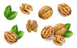 Walnut set watercolor isolated on white background