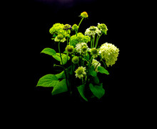 Green Flowers On A Dark Background. Bouquet Of Green Flowers On A Dark Background.