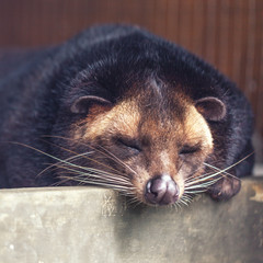 Face of asian palm civet closeup. . The animal that produces the coffee kopi luwak.