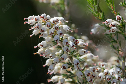 Cuadros en Lienzo tree heath on Kamenjak, Croatia