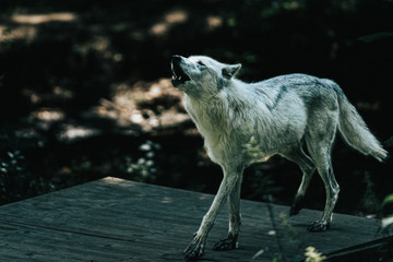 Wolf im Wildpark Ernstbrunn