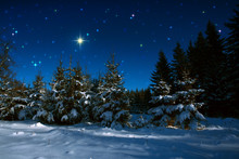 Christmas Background With Stars And Trees In Winter Forest.