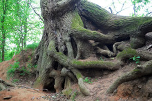 Exposed Tree Roots In Woodland