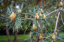 Close Up Of A Scots Pine Flower With Branches