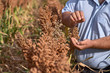 Farmer examining ripe proso millet Panicum miliaceum , close up of hand
