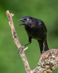 Wall Mural - Common Grackle