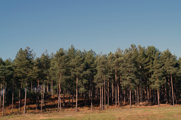 View in to a pine tree forest