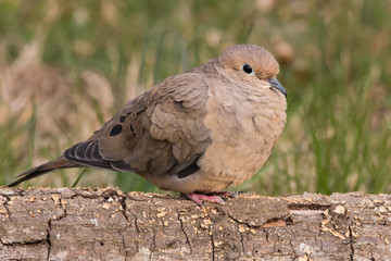 Wall Mural - Mourning Dove on Log