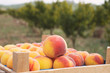 Peach trees with boxes of freshly harvested ripe peaches in fruit garden