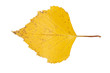 yellow leaf isolated on white background macro