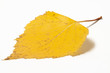 yellow leaf isolated on clean white background closeup