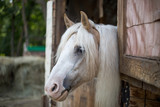 Fototapeta Konie - portrait of a white horse