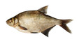 River bream fish
