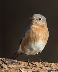 Wall Mural - Eastern Bluebird