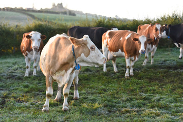 Sticker - vache viande lait betail agriculture bovin champs environnement bio