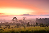 Fototapeta Sawanna - Misty morning sunrise at Thung Salaeng Luang National Park, Phetchabon, Thailand. Beautiful landscape of foggy sunrise in grassland savannah. Thung Salaeng Luang is grassland savannah in Thailand. 