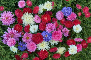 Wall Mural - autumn aster flowers many small bright colors carpet background